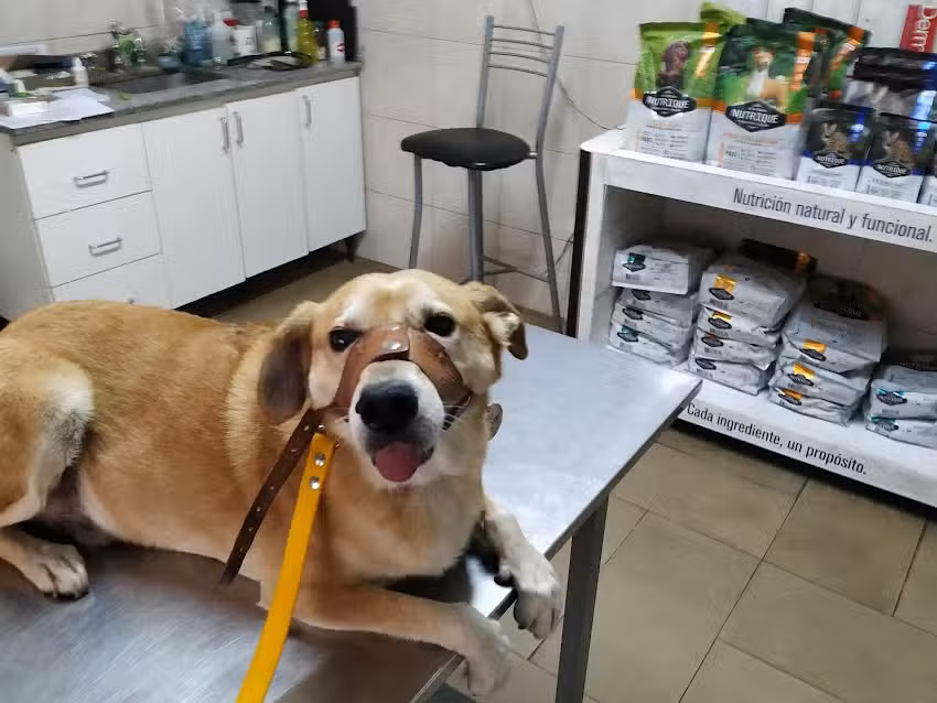 veterinaria pueyrredon