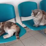 Veterinaria Punto Animal