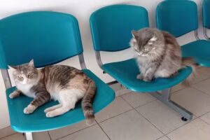 Veterinaria Punto Animal