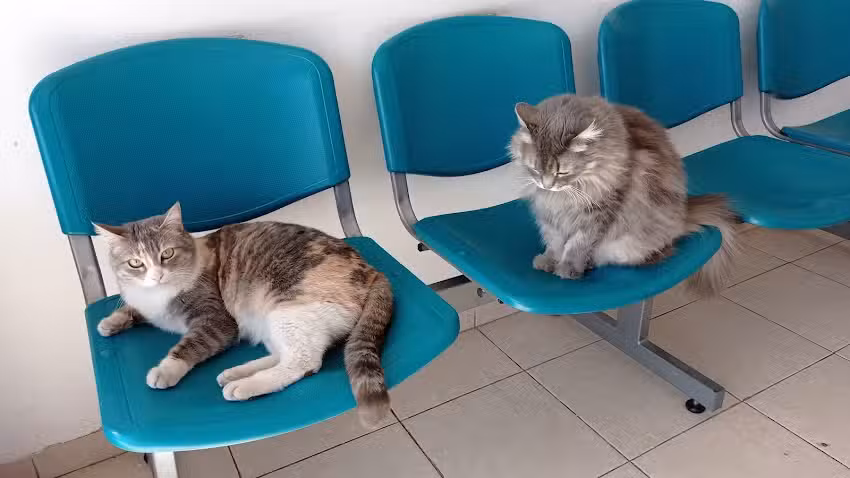 Veterinaria Punto Animal