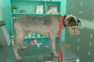 VETERINARIA PURA VIDA