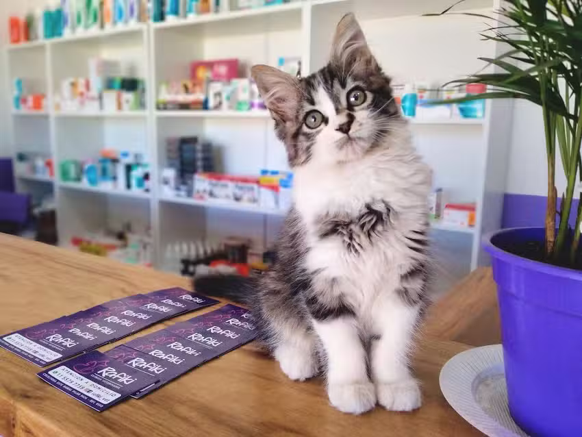 Veterinaria Rafiki