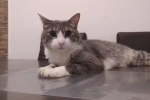 Veterinaria Reale Cl&iacute;nica y Cirug&iacute;a Gral. Especialidad Gatos. Guarder&iacute;a de Gatos