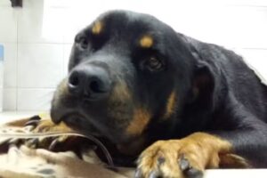 Veterinaria Riccheri