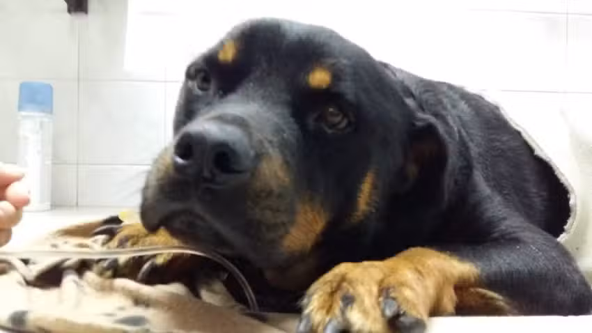 Veterinaria Riccheri