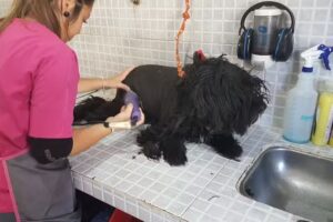 Veterinaria Ricchieri