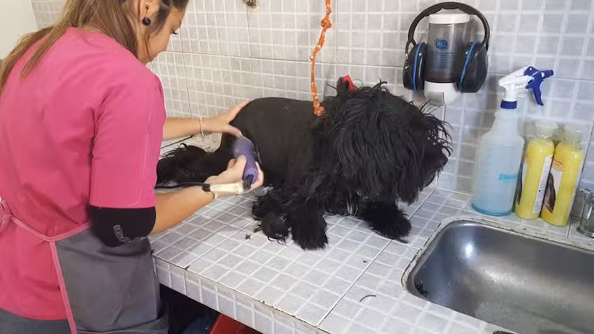 Veterinaria Ricchieri