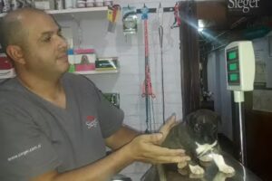 Veterinaria Rocamora