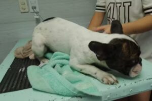 Veterinaria Romero Sofia