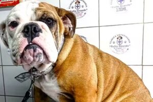 Veterinaria Salto Grande