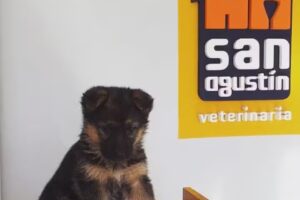 Veterinaria San Agust&iacute;n