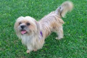 Veterinaria San Benito