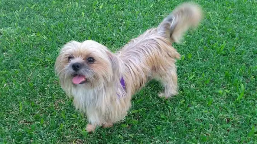 Veterinaria San Benito