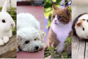 Veterinaria San Benito