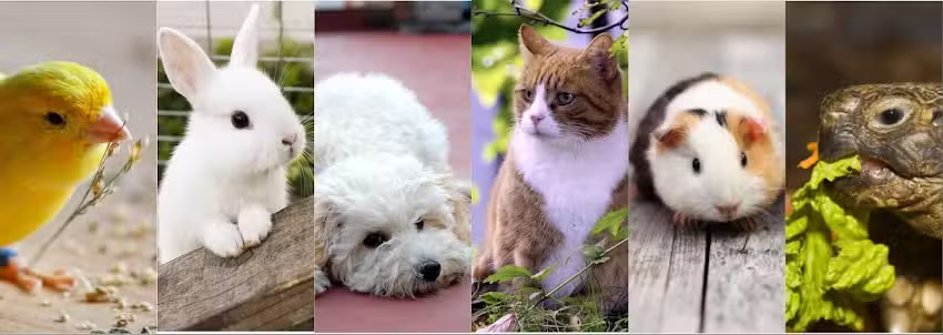 Veterinaria San Benito