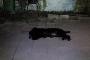 Veterinaria San Carlos