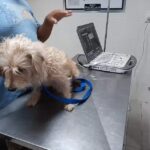 Veterinaria San Francisco