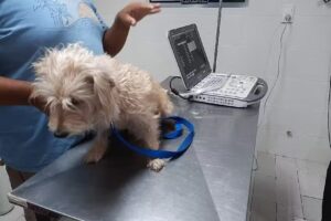 Veterinaria San Francisco