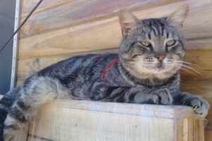 Veterinaria San Francisco