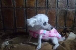 Veterinaria San Francisco