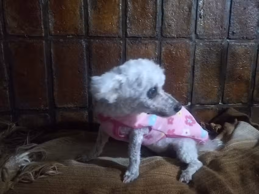 Veterinaria San Francisco