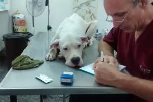 Veterinaria San Francisco de Asís