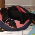 Veterinaria San Gabriel