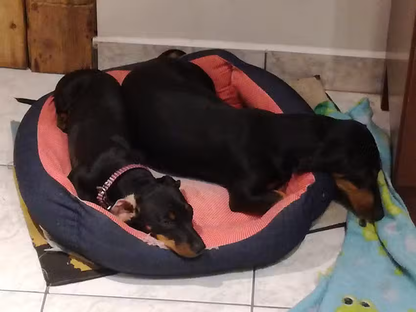 Veterinaria San Gabriel