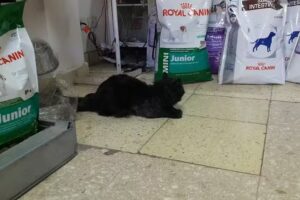 Veterinaria San Jose