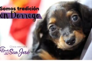 Veterinaria San José