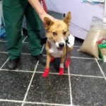 Veterinaria San Juan