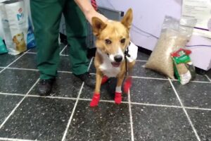 Veterinaria San Juan