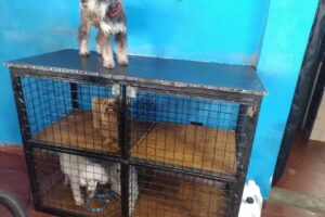 Veterinaria San Luis del Dr. Vicente Martinez