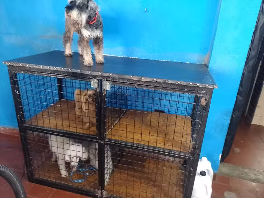 Veterinaria San Luis del Dr. Vicente Martinez