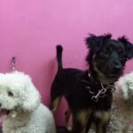 Veterinaria San Marcos