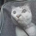 Veterinaria San Marcos