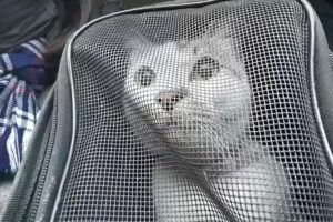 Veterinaria San Marcos