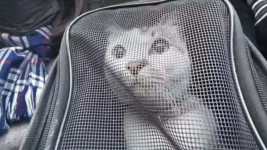 Veterinaria San Marcos