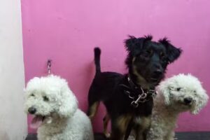 Veterinaria San Marcos