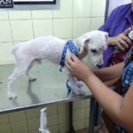 Veterinaria San Mart&iacute;n