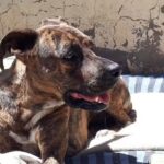 Veterinaria San Rafael