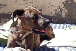 Veterinaria San Rafael