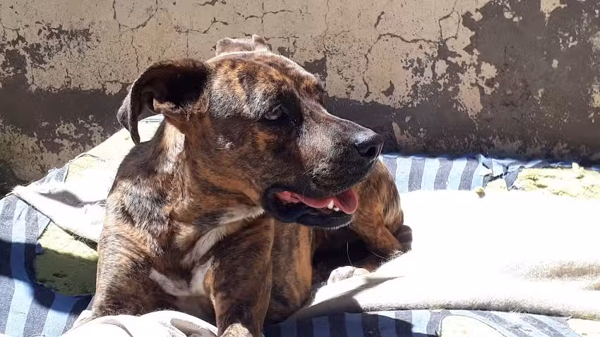 Veterinaria San Rafael