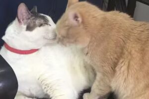 Veterinaria San Roque