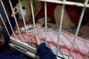 Veterinaria San Roque