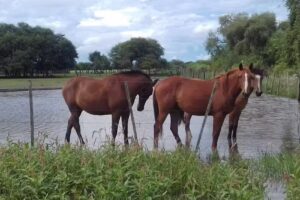 Veterinaria San Roque