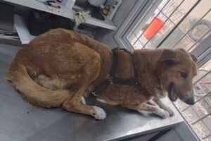 Veterinaria San Roque