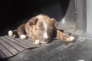 Veterinaria san roque