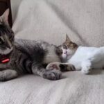 Veterinaria San Roque II