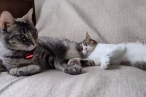 Veterinaria San Roque II